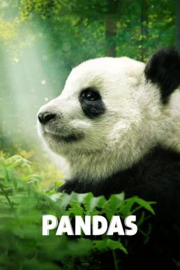 Pandas (2018) บรรยายไทย