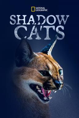 Shadow Cats (2022) บรรยายไทย