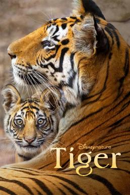 Tiger (2024) Disney+ บรรยายไทย